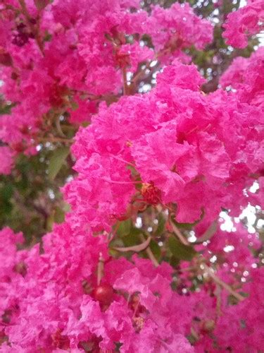Pink Tree Flowers | Pink flowers on a tre, so wonderful. | tristendomusic | Flickr