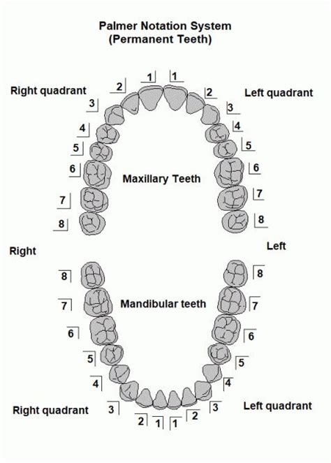 Understanding Dental Terminology – S4S Dental