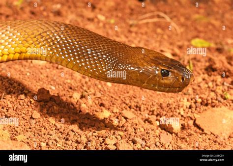 Inland Taipan (Oxyuranus microlepidotus) C. Australia. Probably the most venomous snake of the ...