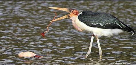 Marabou stork kills flamingo : r/natureismetal