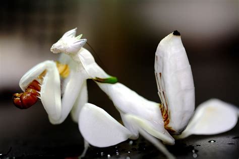 Orchid Mantis