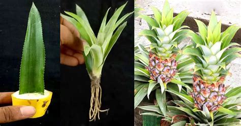 Growing Pineapples in Containers: A Step-by-Step Guide to Regrowing Your Own Pineapple Plant ...