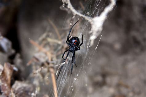 Black Widow Spider Facts (Latrodectus mactans)