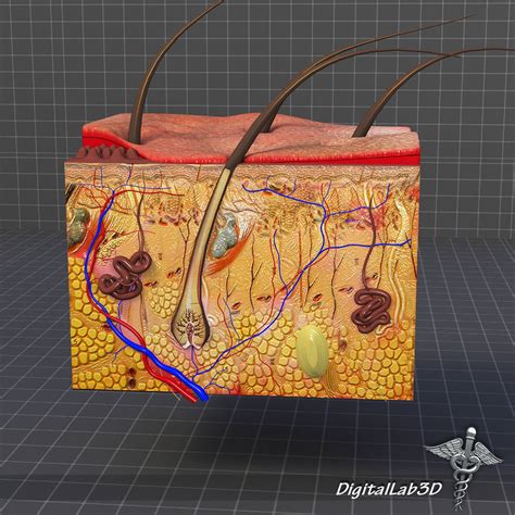 Skin Anatomy model 3D model | CGTrader