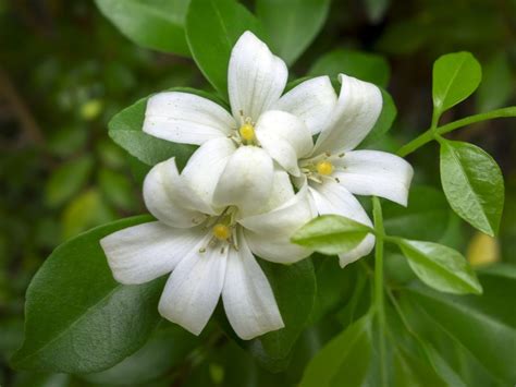 Murraya Orange Jasmine - Growing Orange Jasmine Plants In The Garden | Gardening Know How