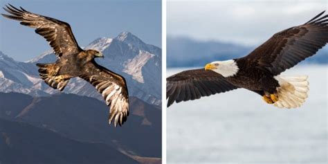 Golden Eagle vs Bald Eagle: What’s The Difference? - Birdwatching Buzz