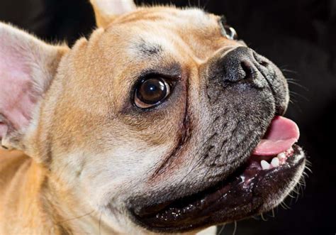 French Bulldogs Common Health Issues | Prudent Pet Insurance