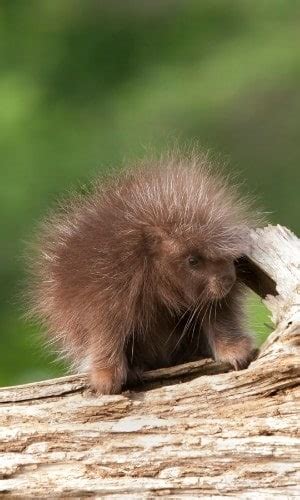 Cute Baby Porcupines (Porcupettes) Guide With Facts, Photos, And Videos ...