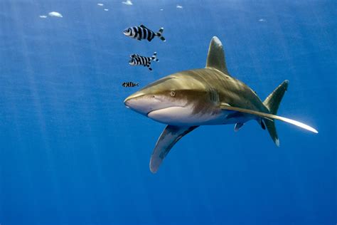 Galeophobia: how to overcome a fear of sharks