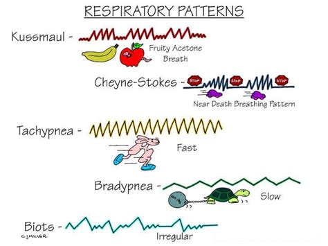 Types of breathing: diaphragmatic, thoracic and clavicular - Link Feel