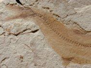 Oligocene Fossil Fish