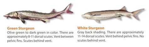 White sturgeon | Washington Department of Fish & Wildlife