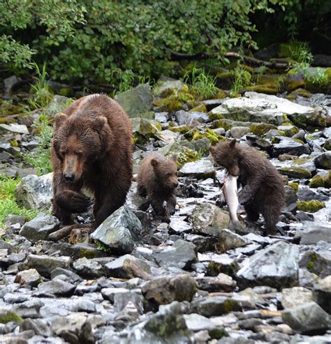 Alaska Fishing Photos - Alaskan Fishing Adventures