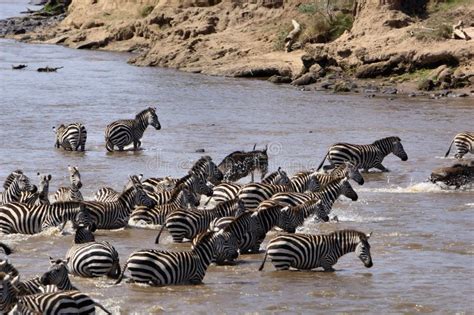 Mara River Crossing stock photo. Image of masai, kenya - 1160880 ...