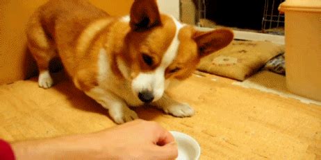 Corgi GIFs - Get the best GIF on GIPHY