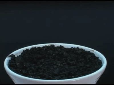 Time Lapse of Plants Growing on Make a GIF