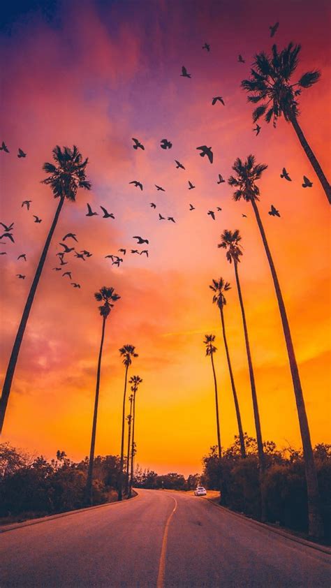 Palm Tree Sunset Wallpaper - KoLPaPer - Awesome Free HD Wallpapers