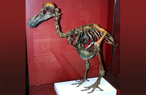 Dodo - Description, Habitat, Image, Diet, and Interesting Facts