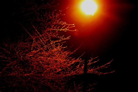 Tree And Lamp Post Free Stock Photo - Public Domain Pictures