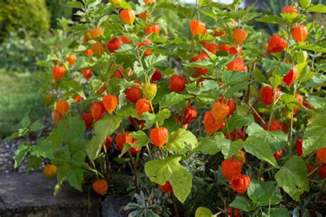 Physalis alkekengi var. franchetii (Chinese Lantern)