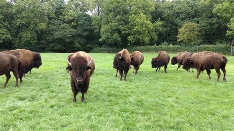 THE BISON FARM – West Knoyle Parish Council