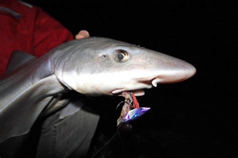 Gummy Shark – "OCEAN TREASURES" Memorial Library