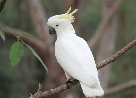 Setahun Dirawat, Puluhan Burung Kakatua Koki Dilepaskan ke Habitatnya ...