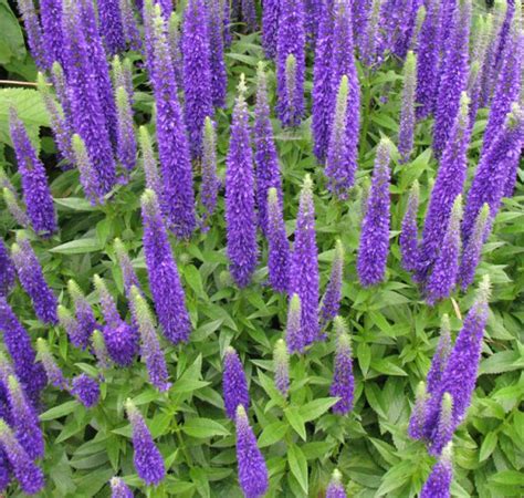 Veronica spicata f nana 'Blauteppich' BLUE CARPET - SeedScape