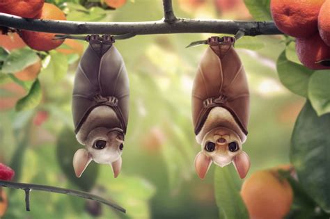 Fruit bats Picture (2d, cartoon, bats) | Fruit cartoon, Cute bat, Animals