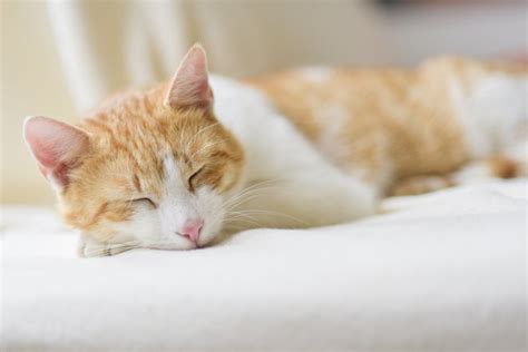 Close-up of Ginger Cat Lying on Floor · Free Stock Photo