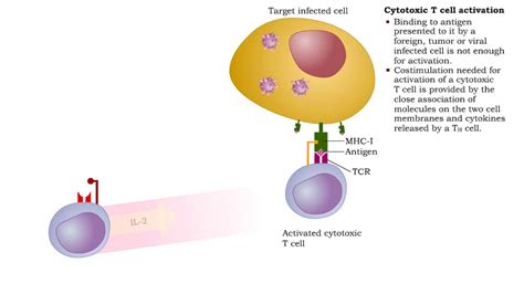 Cytotoxic T Cells Activation