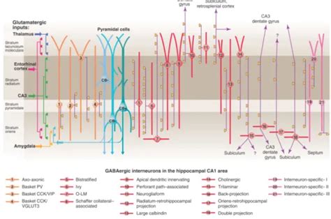 Interneurons - The cytoarchitecture of the hippocampus