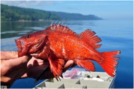 Rockfish | Washington Department of Fish & Wildlife