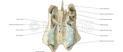 Hueso etmoides: Lámina cribosa, Forámenes de la lámina cribosa, Apófisis crista galli, Ala de la ...