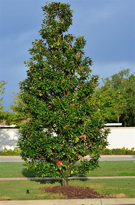 Buy Magnolia Trees, For Sale in Orlando, Kissimmee