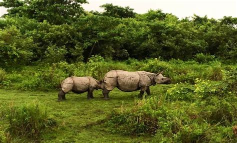 Kaziranga National Park of Assam Sees Surge in Tourist Footfall | Wildlife