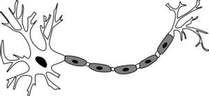 Neuron B&w Clip Art at Clker.com - vector clip art online, royalty free ...