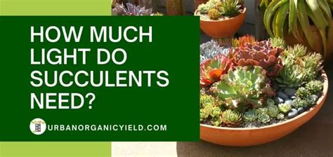 How Much Sun Do Succulents Need? | UrbanOrganicYield.com