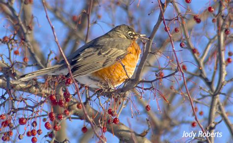 American Robin Migration News