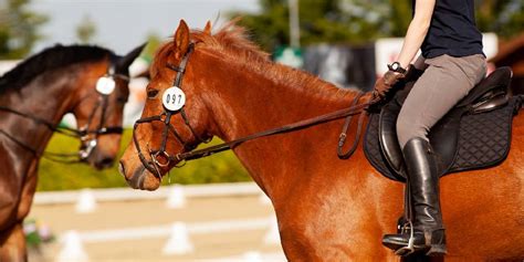 What Is A Saddle Pad? Types Of Saddle Pads & What They Are Used For – Insider Horse – Latest ...