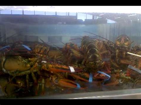 Lobsters in the tank at Grand Mart - YouTube