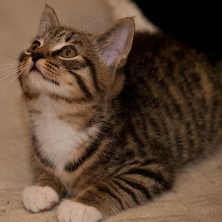 Simba | Bev Springer's kitten, Simba PERMISSION TO USE: Plea… | Flickr