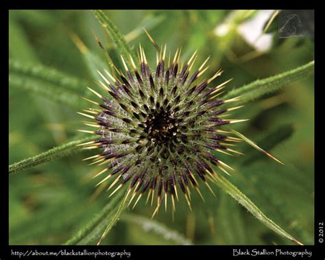 Thistle 7 | Flickr - Photo Sharing!