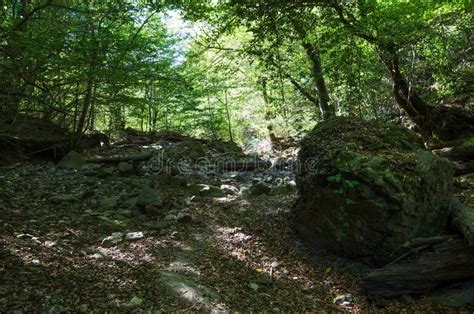 Subtropical forest stock photo. Image of kavkaz, bark - 117946740