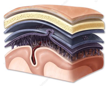 Meninges Labeled