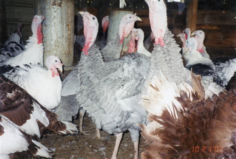 Blue Slate Turkey - Turkey Poults for Sale | Cackle Hatchery