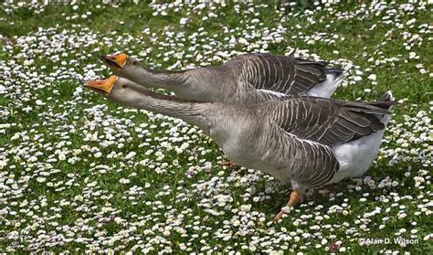 How To Tell Female Geese Apart From Males [In The Wild]