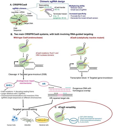 Overview of the CRISPR-Cas9 mechanism of action. (A) CRISPR-Cas ...