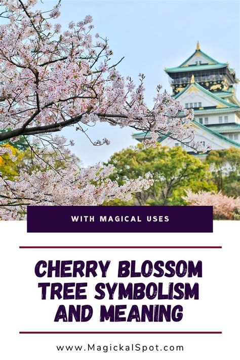 Japanese Cherry Blossom Symbolism and Meaning | Cherry blossom symbolism, Cherry blossom meaning ...