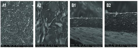 The microstructure of the surface composite bioplastics in 1000x (A1 ...